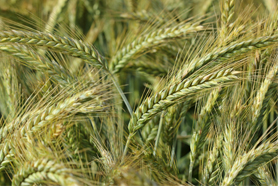 Triticale